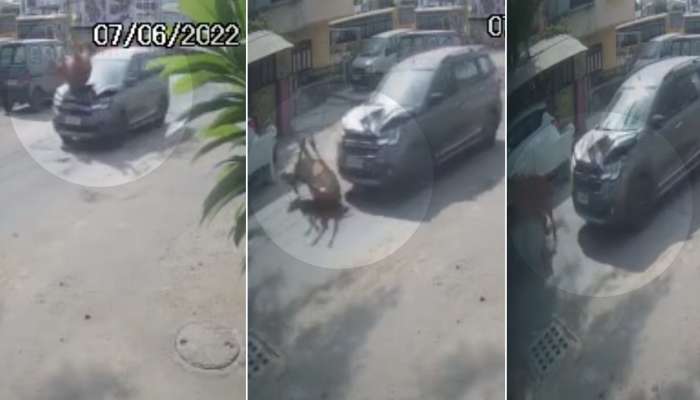 પીએમ મોદીના સભા સ્થળ નજીક ગજબનો અકસ્માત, ગાડી સાથે ભટકાઈ રખડતી ગાય, જુઓ Video