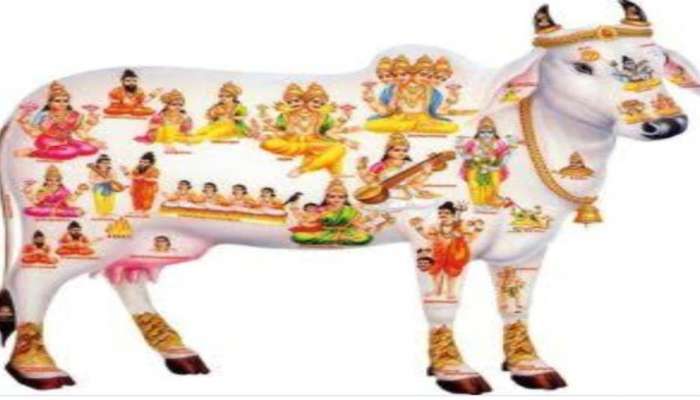 ઘરની આ દિશામાં લગાવો ગાયનો ફોટો, તમારી કિસ્મત બદલાતા લાગે નહીં સમય ઘરની આ દિશામાં લગાવો ગાયનો ફોટો, તમારી કિસ્મત બદલાતા લાગે નહીં સમય