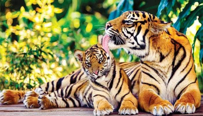 World Tiger Day: કયાં ગાયબ થઈ રહ્યાં છે વાઘ? જાણો કેમ સતત ઘટી રહી છે વાઘની સંખ્યા