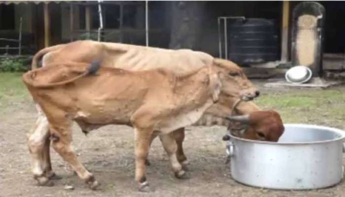 રાજકોટના માલિયાસણ ગામે ગાયોના મોત મુદ્દે ઘટસ્ફોટ, લમ્પીના કારણે મોત થયા નથી