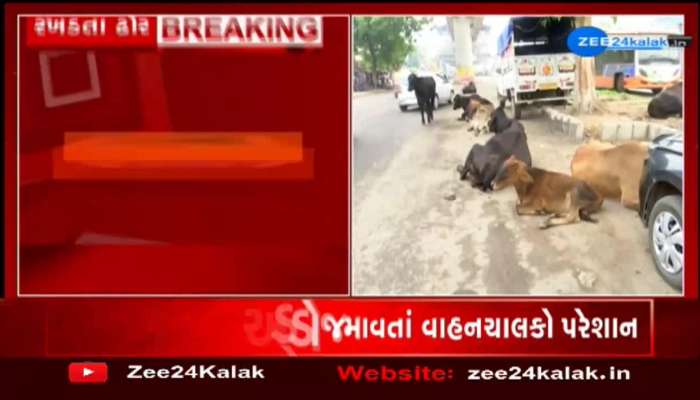 stray cattle in Ahmedabad 