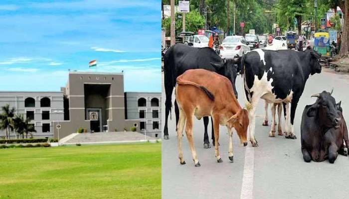 હાઈકોર્ટે AMC ના કાન આમળીને કહ્યું, 72 કલાકમાં અમદાવાદમાંથી રખડતાં ઢોરનો આતંક દૂર કરો