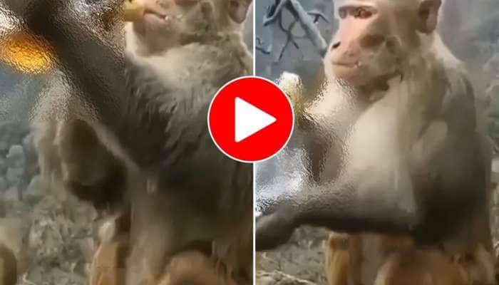 વાંદરાના હાથમાં આવી ગઈ દારૂની બોટલ અને પછી શરૂ થયો ખેલ... જુઓ Viral Video