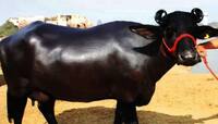 Black Gold Business થી બનો માલામાલ! ભોળી ભેંસ પાળો અને ઘરેબેઠાં કરો ભરપુર કમાણી!
