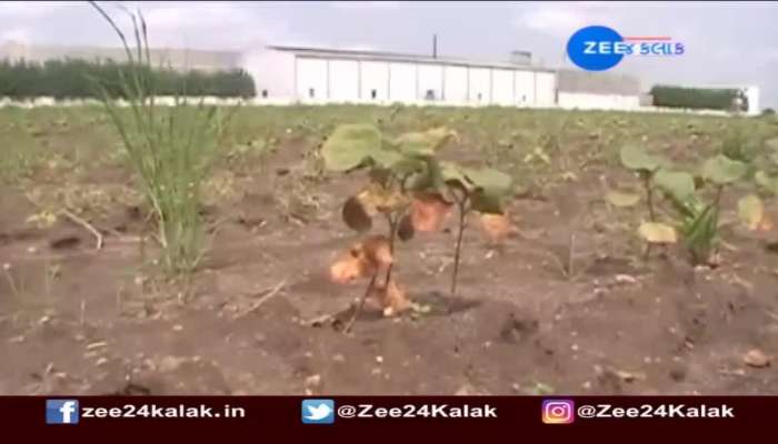 Morbi: Monsoon crop failure farmers demand aid, see
