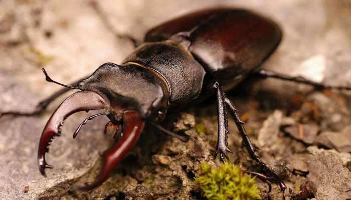 Stag Beetle: આ એક કીડો તમને ઘરે બેઠા બનાવી શકે છે કરોડપતિ! ઓનલાઈન હરાજી પર લાગ્યો પ્રતિબંધ