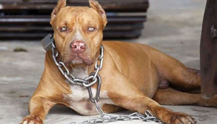 દુનિયામાં સૌથી વધુ કૂતરા ભારતમાં કરડે છે, જાણો પિટબુલ નહીં, કયું કૂતરું છે ખતરનાક