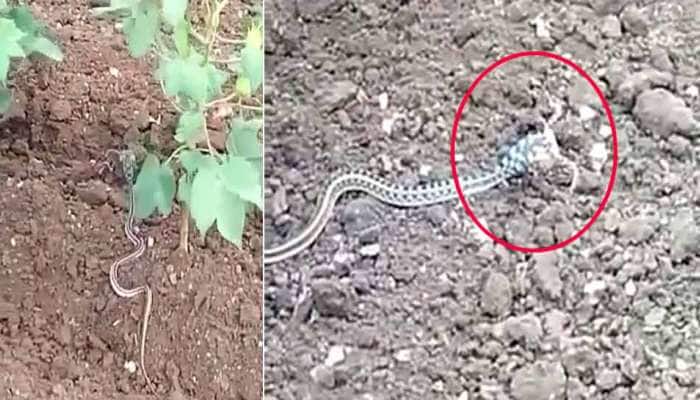 Snake video: ગુજરાતમાં આવી ચઢ્યો વિચિત્ર સાપ, માથા પર જોવા નાગમણિ જેવું કંઈક...