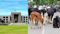 Cattle Issue: રખડતા ઢોર મુદ્દે ગુજરાત હાઇકોર્ટે સરકારને શું કર્યો મહત્વપૂર્ણ આદેશ?