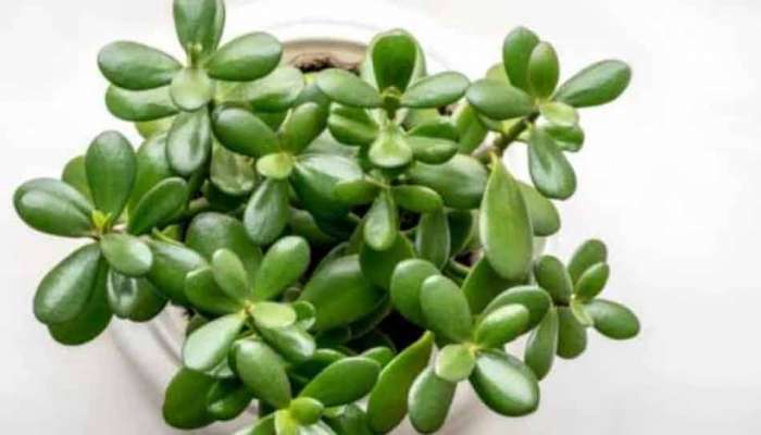 Good Luck Plant : આ પ્લાન્ટથી રૂપિયા ચુંબકની જેમ ખેંચાઈને આવશે, આ દિશામાં મૂકશો તો તમને કરોડપતિ બનતા કોઈ નહિ રોકે