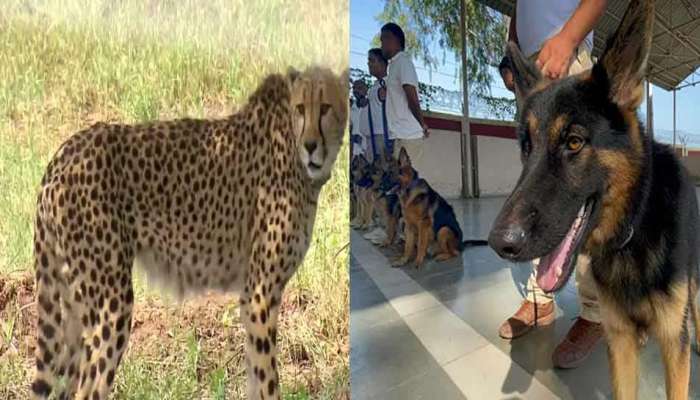 Cat and Dog: નામીબિયાથી આવેલા ચીતાની સુરક્ષા કરશે 'સુપર સ્નિફર' ડોગ ડોગ સ્કાયડ, શિકારીઓ પર રાખશે નજર