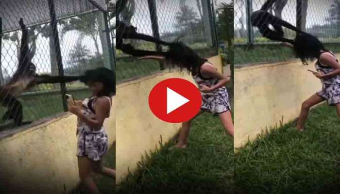 Video: ઝૂમાં ભૂલેચૂકે આવી હરકત ન કરતા, ચિડાયેલા વાનરે છોકરીના વાળ ખેંચી કાઢ્યા
