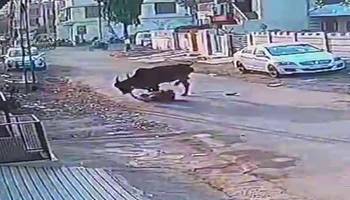 રાજકોટ નહિ પણ કદાચ રાજ્યનો પહેલો કિસ્સો! ગાયના માલિક સામે નોંધાયો પ્રથમવાર ગુનો