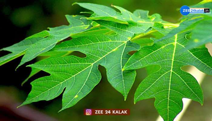 ડેન્ગ્યૂ જેવી બિમારીમાં બકરીના દૂધથી થઇ શકે છે ફાયદો...! જુઓ કઇ રીતે છે અસરકારક