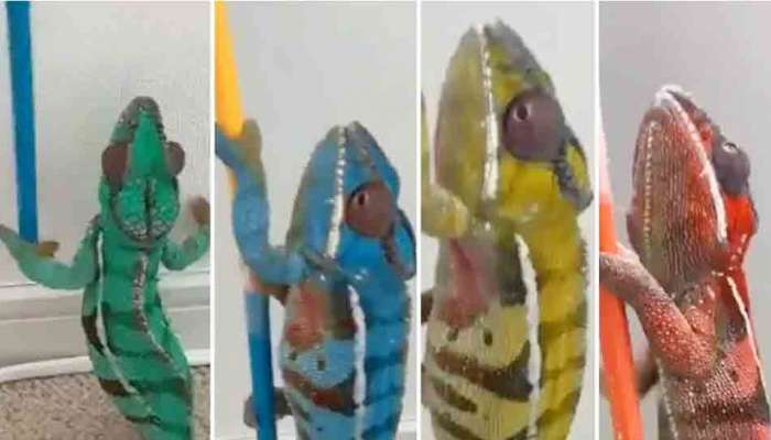 'રાજકારણીની જેમ રંગ બદલે છે આ કાચિંડો' સોશિયલ મીડિયા પર લાખો લોકોએ જોયો આ કાચિંડાનો વીડિયો