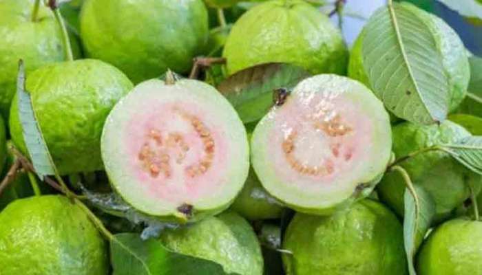 Side Effects of Guava: આ લોકો ભૂલથી પણ ખાશો નહી જામફળ, સ્વાસ્થ્ય પર ભારે પડી શકે છે, પોતાને કરો કંટ્રોલ