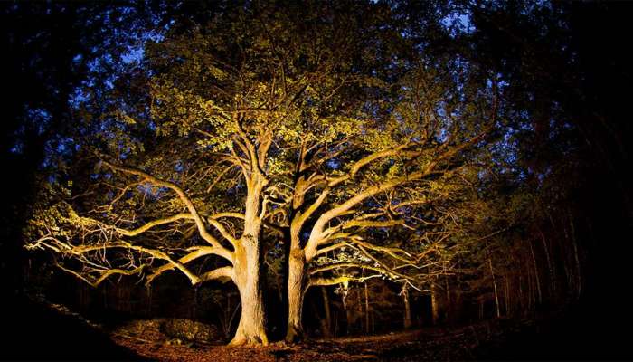 અમદાવાદના આ વિસ્તારના વૃક્ષ પાસેથી અડધી રાતે પસાર થાઓ તો રાતે સપનામાં આત્મા આવે છે