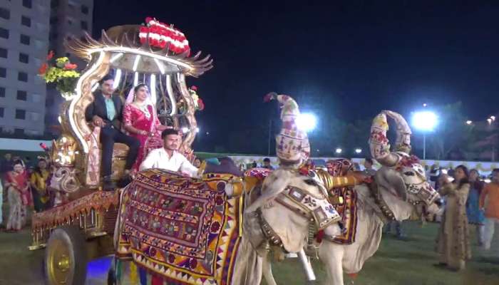 સુરતના ઈકો ફ્રેન્ડલી લગ્ન ચારેતરફ ચર્ચામાં, ઓર્ગેનિક રસોઈ, કન્યાદાનમાં ગાય અને કંકોત્રીમાં તુલસીના બીજ