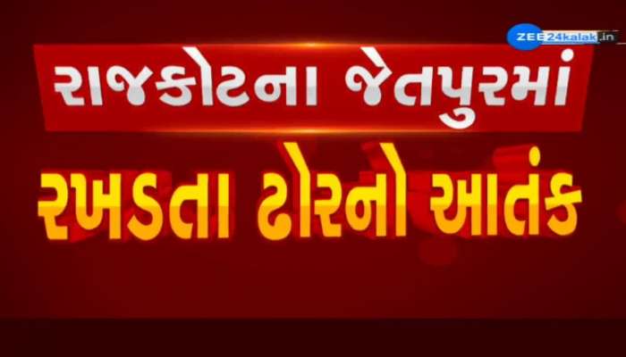 રાજકોટના જેતપુરમાં રખડતાં ઢોરનો આતંક યથાવત; પાલિકા રખડતા ઢોર પકડે તેવી માગ 