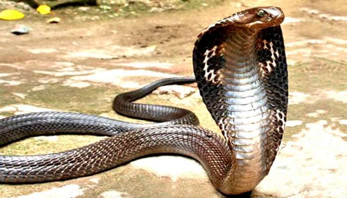 Viral Video: હાય લા...ઝેરી કોબ્રા દારૂડિયાને જેવો કરડ્યો કે મોતને ભેટ્યો, પછી દારૂડિયાએ જે કર્યું...