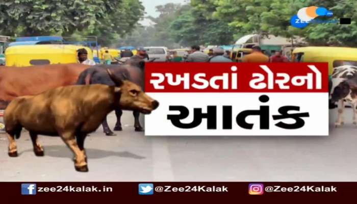 Stray Cattle Menace : રખડતાં ઢોરનો ત્રાસ યથાવત, તંત્ર કયારે લેશે પગલાં?