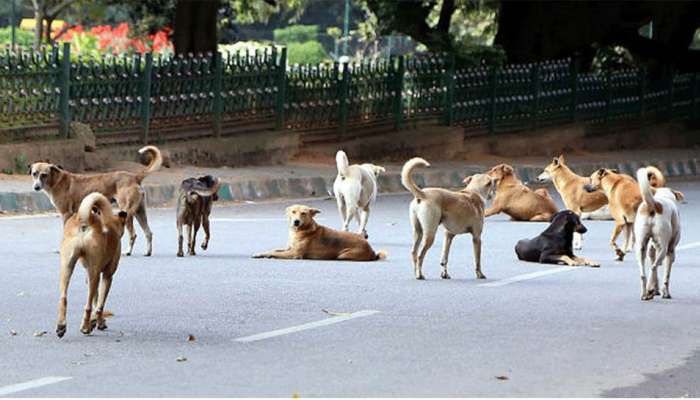 સરકારને રખડતી ગાય બાદ રખડતા કૂતરા પણ દેખાતા નથી, ગુજરાતમાં રોજ કૂતરા કરડવાના 397 કેસ