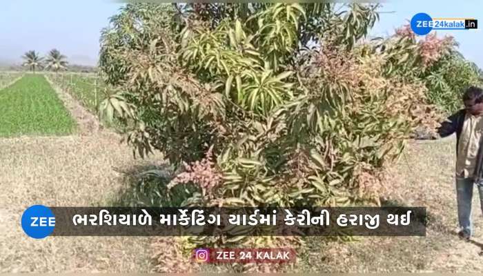 અહો આશ્ચર્યમ! ગુજરાતમાં અહીં ભરશિયાળે માર્કેટિંગ યાર્ડમાં થઈ કેરીની હરાજી