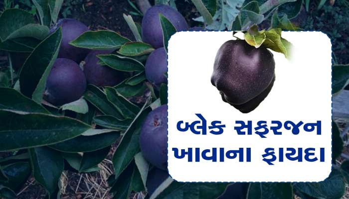 Black Diamond: એક સફરજનની કિંમત 500 રૂપિયા! લાખો રૂપિયાની ખેડૂતને થાય છે આવક