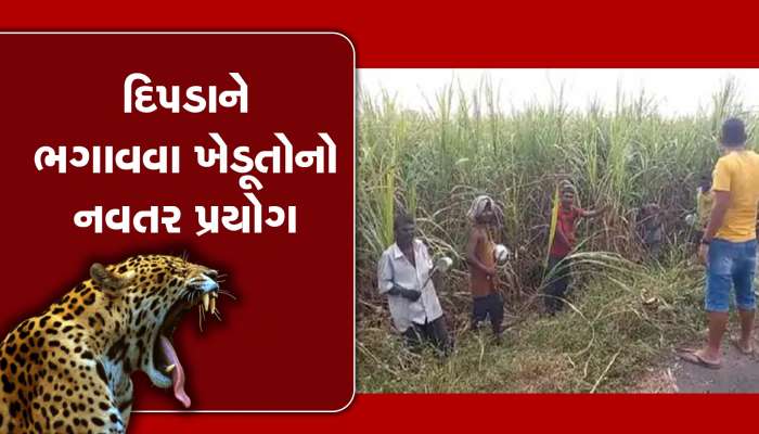 ખેડૂતોનો નવતર પ્રયોગ! નવસારીમાં શેરડી કાપણી પૂર્વે કેમ વગાડાય છે થાળી-ડબ્બા અને કઢાય છે વિવિધ અવાજો