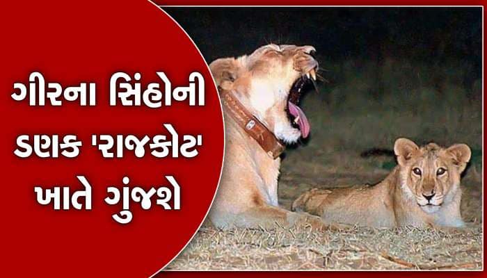 Gir Lion: ગીરના સિંહોની ડણક ‘રાજકોટ’ ખાતે ગુંજશે, જાણો વિગત