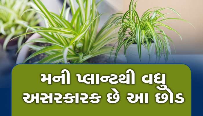 Vastu Plant: ઘરમાં લગાવતાં જ અસર બતાવશે આ છોડ, ચૂંબકની માફક ખેંચશે ધન