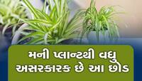 Vastu Plant: ઘરમાં લગાવતાં જ અસર બતાવશે આ છોડ, ચૂંબકની માફક ખેંચશે ધન