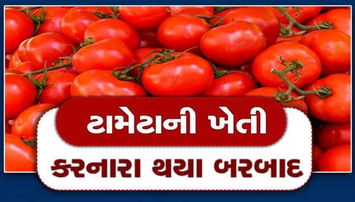 ટામેટાની ખેતી કરનારા થયા બરબાદ, ખેડૂતોને બમણી આવકના સરકારી વાયદા પોકળ સાબિત થયા