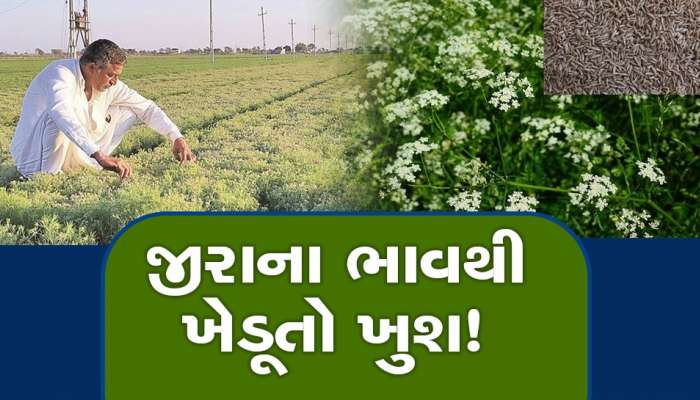 ખેડૂતો ખુશ! જીરુંના ભાવે ગુજરાતમાં નવો રેકોર્ડ બનાવ્યો, પ્રથમવાર આટલા બોલાયા ભાવ