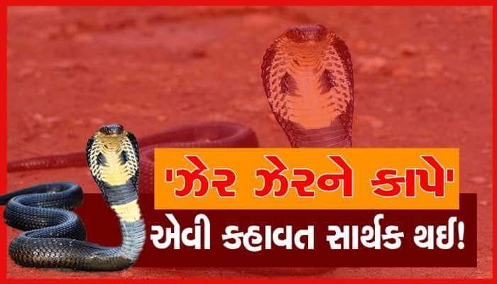 ગુજરાત હવે આપશે ઝેરનું મારણ! સાપના ઝેરમાંથી બનશે ઝેર વિરોધી દવાનો પાવડર 