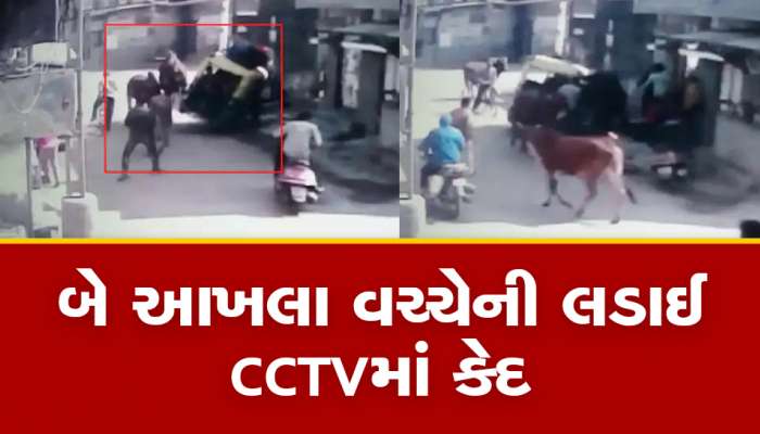 જેતપુરમાં રખડતા ઢોરના યુદ્ધમાં બાળકોથી ભરેલી રીક્ષા પલટી મારી ગઈ, રૂવાંટા ઉભા કરી દે તેવો VIDEO વાયરલ