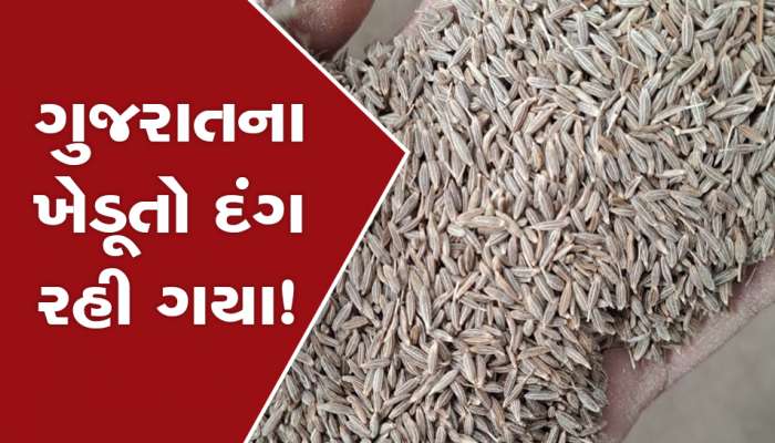 ગોંડલ માર્કેટ યાર્ડના ઈતિહાસમાં પ્રથમવાર નવા જીરાનો ભાવ 36 હજાર બોલાયો, ગુજરાતના ખેડૂતોમાં આશ્ચર્ય! 