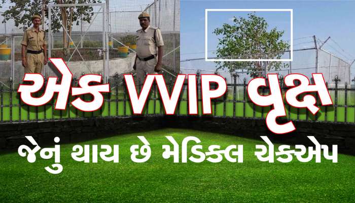 અનોખું ઝાડ: જેને મળે છે 24 કલાક VVIP સુરક્ષા, પાંડદું ખરે તો પણ વધી જાય છે ટેંશન