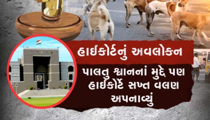 હાઈકોર્ટે જીવદયા પ્રેમીઓને કરી ટકોર, કહ્યું- કૂતરાઓની સાથે માણસોના જીવની ચિંતા કરવી જરૂરી