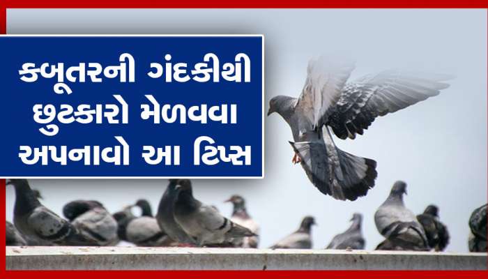 ઘર અને બાલ્કનીમાં કબૂતર ફેલાવે છે ગંદકી, ફોલો કરો આ આસાન ટિપ્સ, મળશે છુટકારો