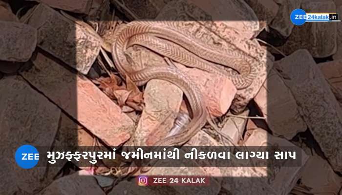 ઠંડીનું જોર યથાવત રહેતા 'સાપ' જમીનમાંથી બહાર નીકળવા લાગ્યા! તડકો ખાતા નજરે પડ્યા