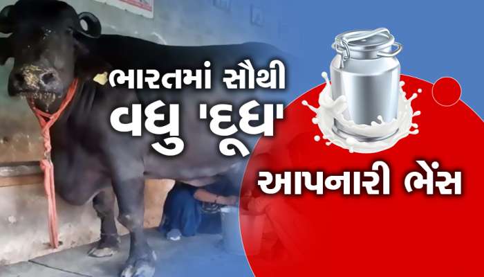 આ ભેંસના નામે છે સૌથી વધુ દૂધ આપવાનો રેકોર્ડ, સરકારમાંથી પણ મળી ચૂક્યા છે એવોર્ડ 