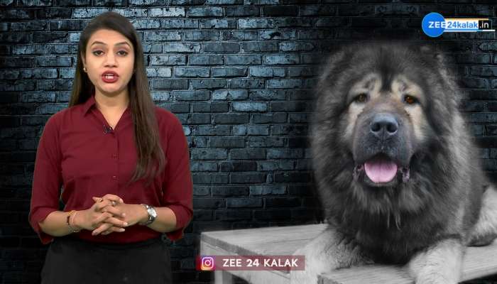 Caucasian Shepherd: શોખ બડી ચીજ હૈ! ડોગની સાઈઝ જોઈને જ ગભરાઈ જશો, આ ખાસિયતોને કારણે ચૂકવાય છે આટલા રૂપિયા