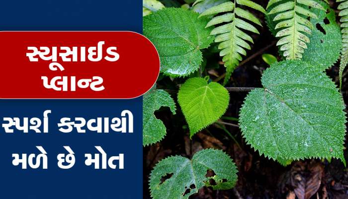 અડ્યા તો મર્યા સમજો... આ છે દુનિયાનો સ્યૂસાઇડ છોડ, જેનુ ઝેર સાપ કરતા પણ કાતિલ છે