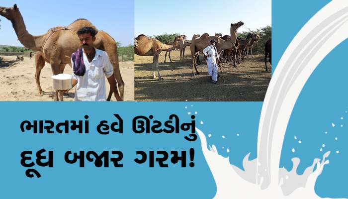 ઊંટડીના દૂધનો પ્રથમ પ્લાન્ટ શરૂ, દુબઇ-પાકિસ્તાન નથી કરી શક્યું તે કચ્છે કરી દેખાડ્યુ