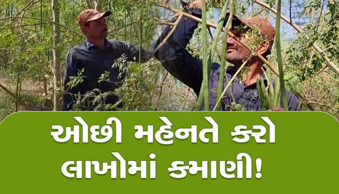ગુજરાતના પાટીદાર ખેડૂતે ઉગાડ્યો સોનાનો સુરજ! આ રીતે સરગવાની ખેતી કરી વર્ષે કમાય છે અધધ...!