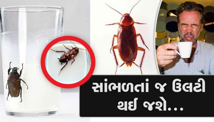  માન્યામાં નહીં આવે પણ સાચું છે,  પ્રોટિનની પાવરબેંક છે કોકરોચનું દૂધ