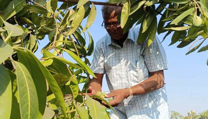 પ્રાકૃતિક ખેતીની પ્રયોગશાળા: પ્રાકૃતિક ખેતી થકી આંબાવાડીમાં ઉગાડયા અનેક પાક