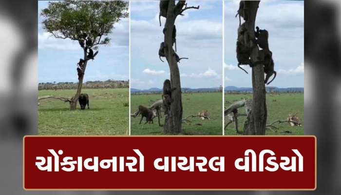 Viral Video: ભેંસને બચાવવા વાંદરાઓએ સિંહણ સાથે બાથ ભીડી, પછી જે થયું જોઈને ડરી જશો