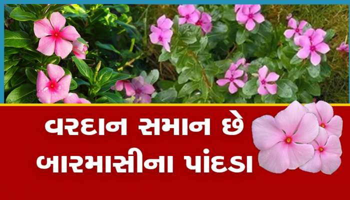 અનેક બિમારીઓ માટે 'રામબાણ' છે આ ચમત્કારિક છોડ, ચહેરો ચમકશે, ડાઘા શોધ્યા નહી જડે